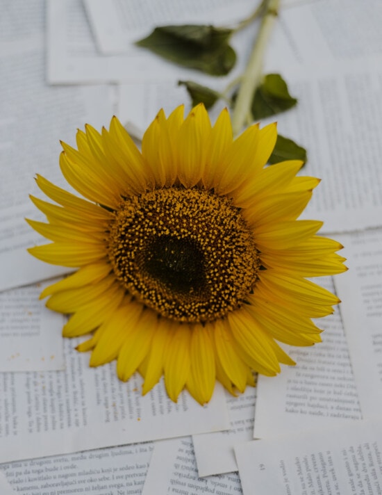 zonnebloem, bloemblaadjes, achtergrond, krant, papier, bloemblad, geel, bloem, meeldraad, helder