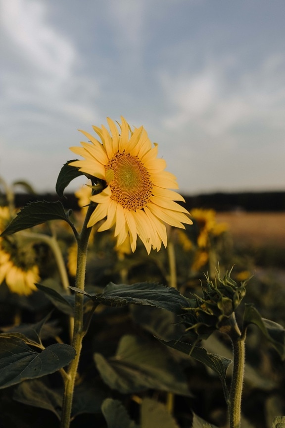 bunga matahari, biji bunga matahari, perkebunan, bidang pertanian datar, Produk, organik, produksi, pertanian, musim panas, alam