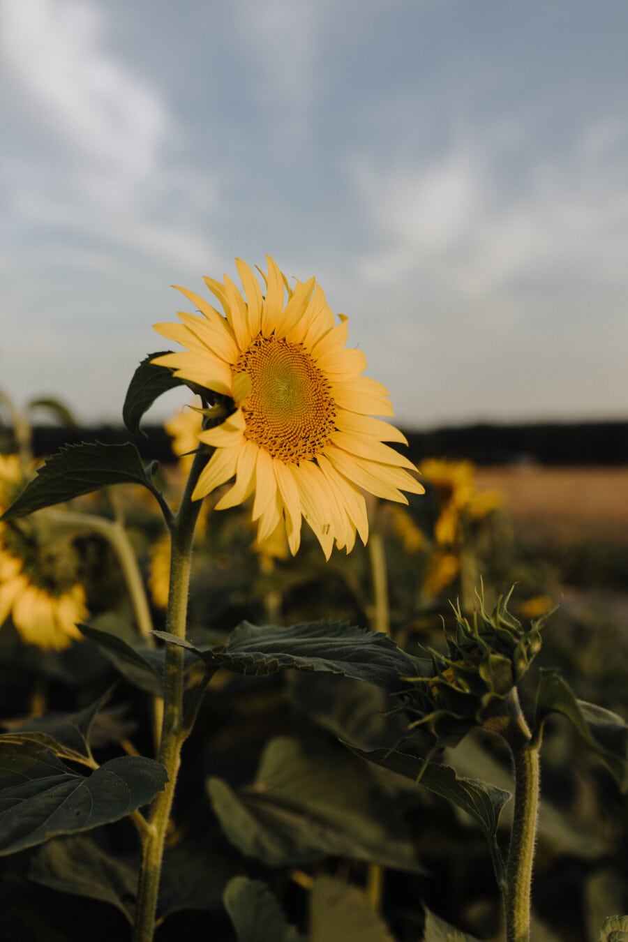 sunflower, sunflower seed, plantation, flat field, products, organic, production, agriculture, summer, nature