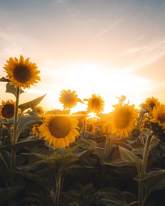 sunflower, plantation, sunrays, backlight, sunshine, organic, sunny, sunset, yellow, plant