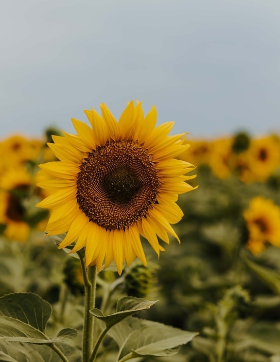 sunflower, close-up, agricultural, plantation, nature, summer, yellow, agriculture, petal, plant