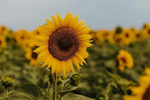 sunflower, beautiful, agriculture, summer season, production, growing, plantation, field, petal, summer