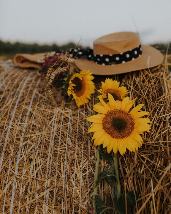 haystack, Hoa hướng dương, mũ, vẫn còn sống, thiên nhiên, hoa, rơm, mùa hè, nông thôn, thời tiết công bằng