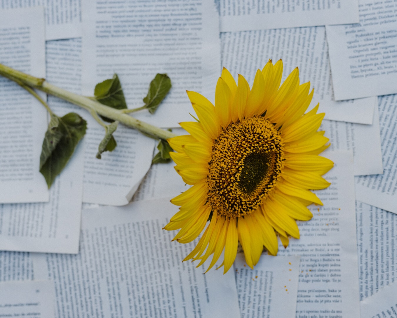 suncokret, papir, fotografije, novine, fotografski studio, biljka, žuta, cvijet, tekst, svijetlo