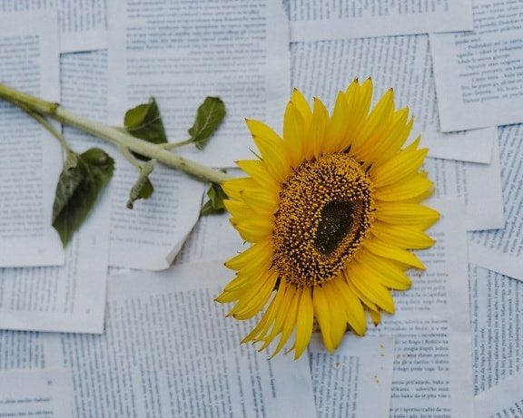Slnečnica, papier, fotografovanie, noviny, foto štúdio, rastlín, žltá, kvet, text, svetlé
