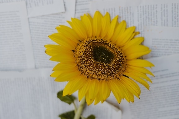 bunga matahari, koran, kertas, dekorasi, merapatkan, kuning, bunga, tanaman, matahari, di luar rumah