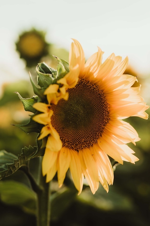 bunga matahari, kelopak bunga, sinar matahari, merapatkan, Siang hari, cerah, hari, musim panas, pertanian, tanaman