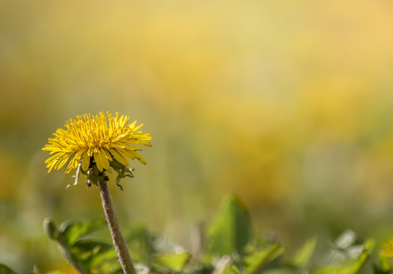 yellow, dandelion, flower, sunshine, sunny, close-up, nature, herb, blur, leaf