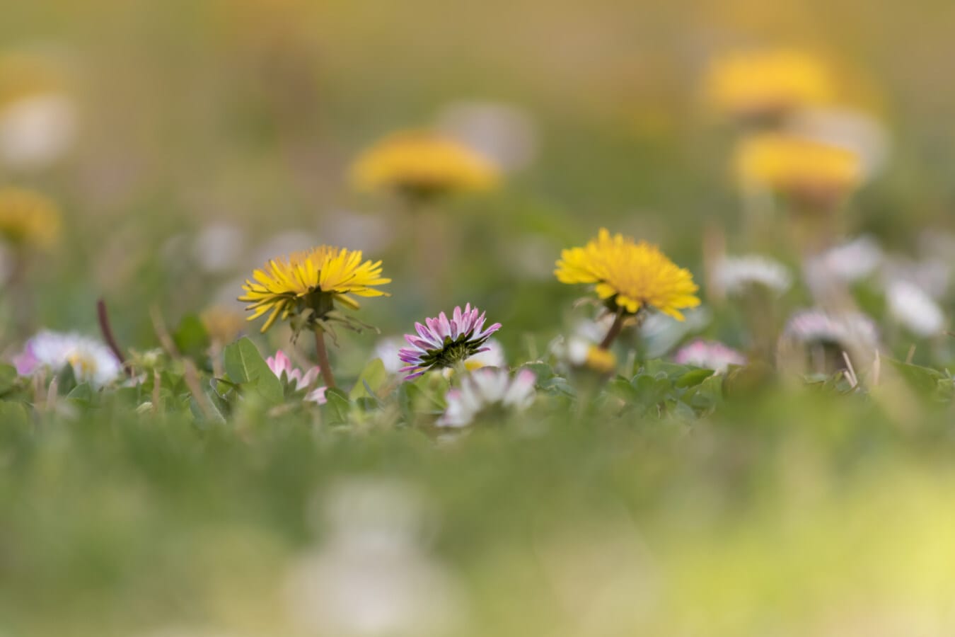 daisy, daisies, lawn, close-up, focus, herb, dandelion, yellow, plant, grass