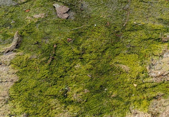 vert foncé, aux algues, sol, sol, texture, mousse, lichen, environnement, moussu, à l’extérieur