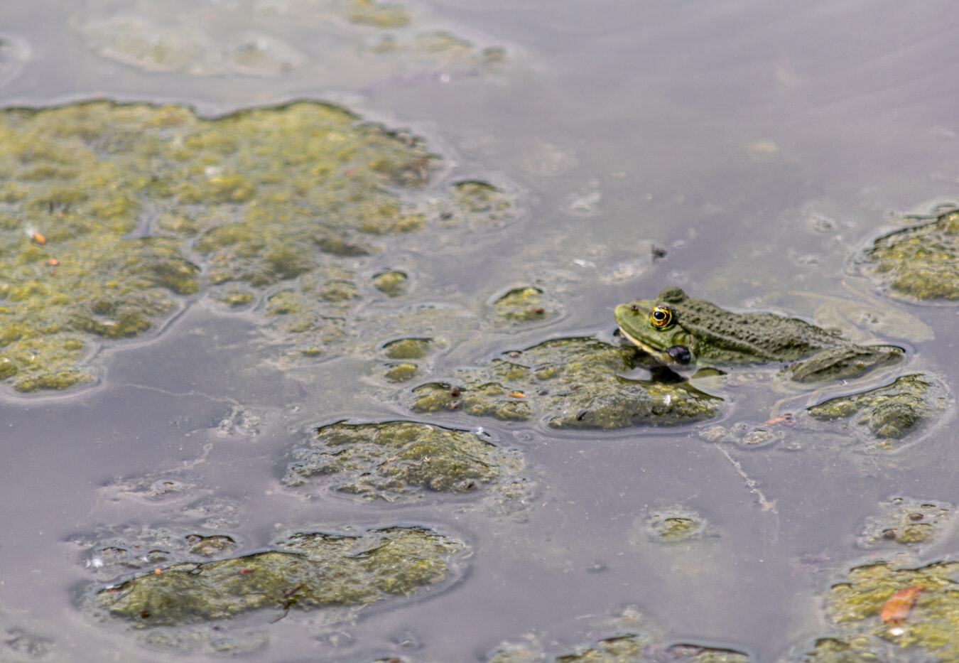 rana esculenta, edible frog, water, water snake, amphibian, bullfrog, river, nature, lake, pool, reflection