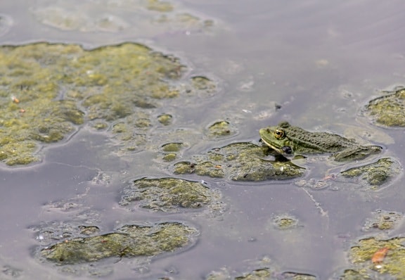 rana esculenta, edible frog, water, water snake, amphibian, bullfrog, river, nature, lake, pool, reflection