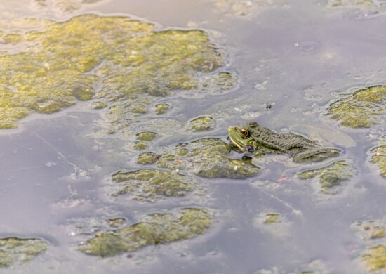 Zielona żaba, rośliny wodne, żaba, płazów, zwierzę, gad, wody, natura, basen, odbicie