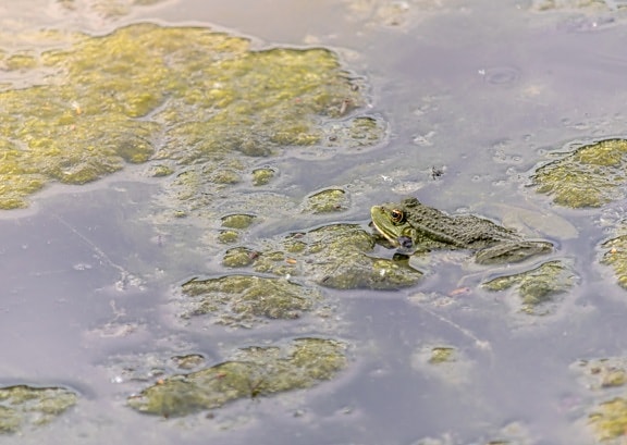 rana esculenta, edible frog, green frog, aquatic plant, amphibian, animal, reptile, water, nature, pool, reflection