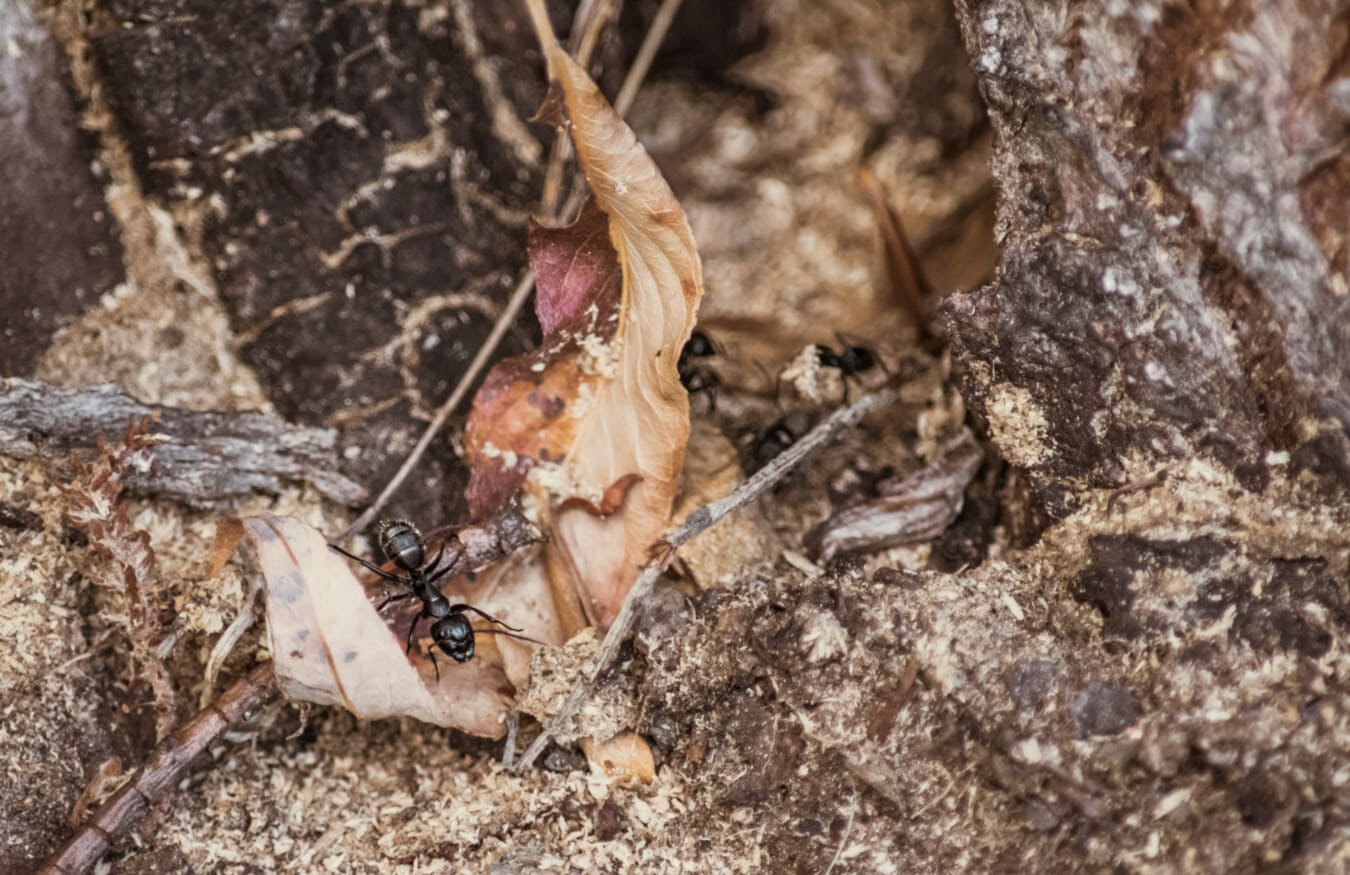 black ants, lasius niger, arthropod, insect, nature, ground, bark, wood, tree