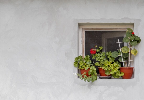 flowers, flowerpot, geranium, window, small, wall, grey, flower, architecture, leaf