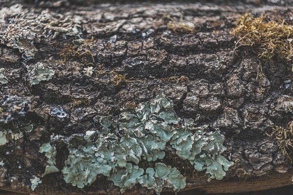 bark, tree trunk, mossy, tree, close-up, lichen, fungus, barnacle, nature, rough