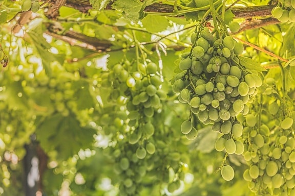 cluster, unripe, grapes, branches, grapevine, organic, hanging, sunlight, plant, grape