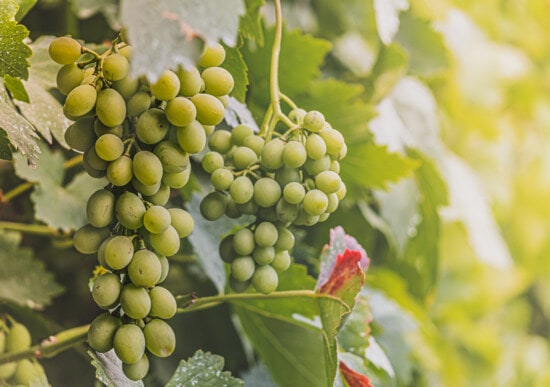 грозде, лозаро-винарски, зеленикаво жълто, неузрели, плодно дърво, лозе, плодове, органични, лозарство, лоза