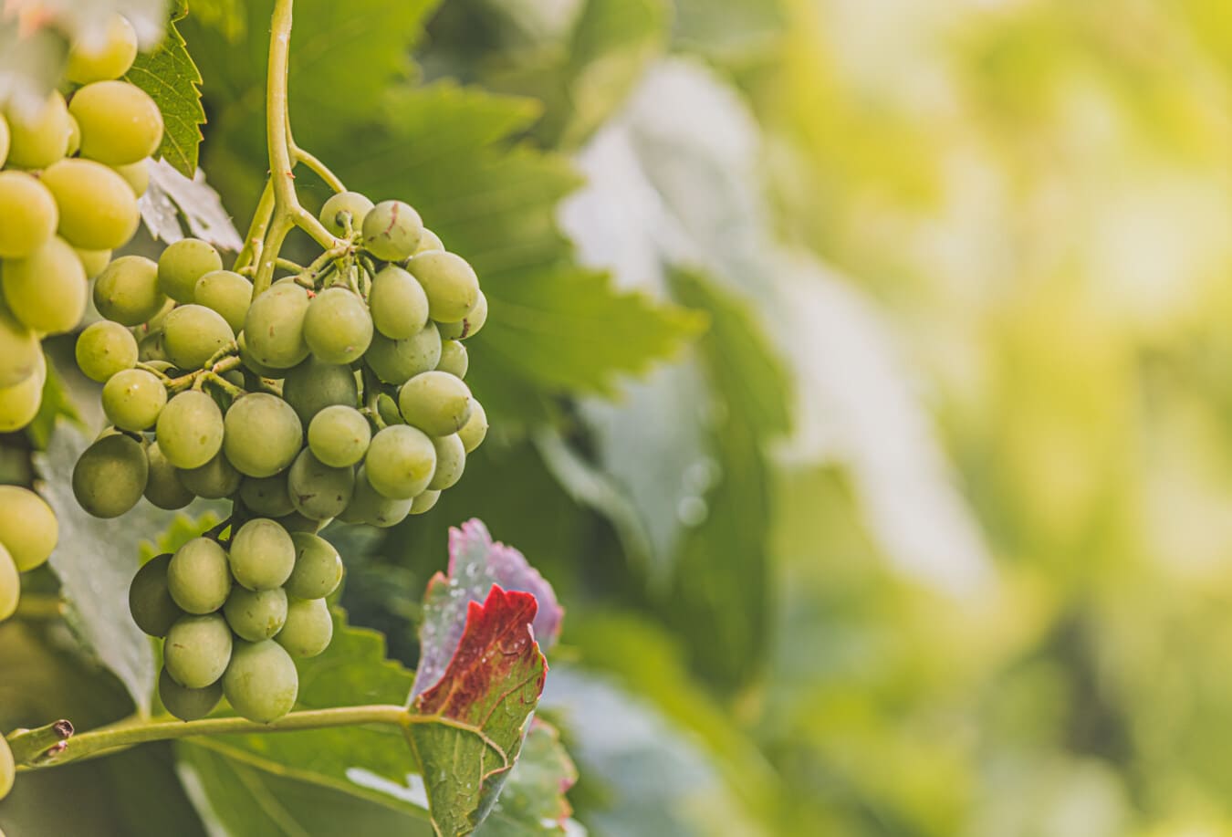 жълтеникаво, грозде, неузрели, лозаро-винарски, летен сезон, органични, продукти, вино, китка, природата