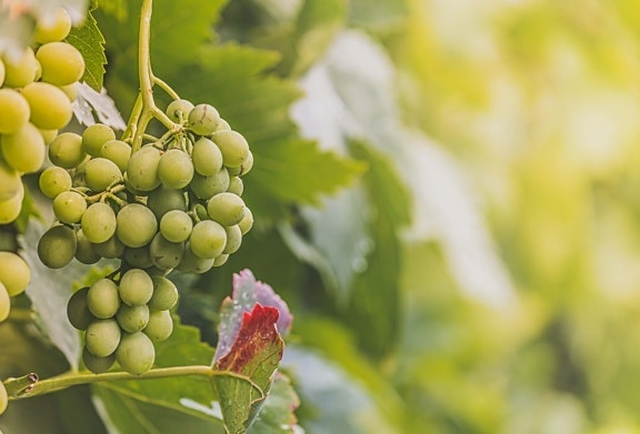 yellowish, grapes, unripe, grapevine, summer season, organic, products, wine, bunch, nature