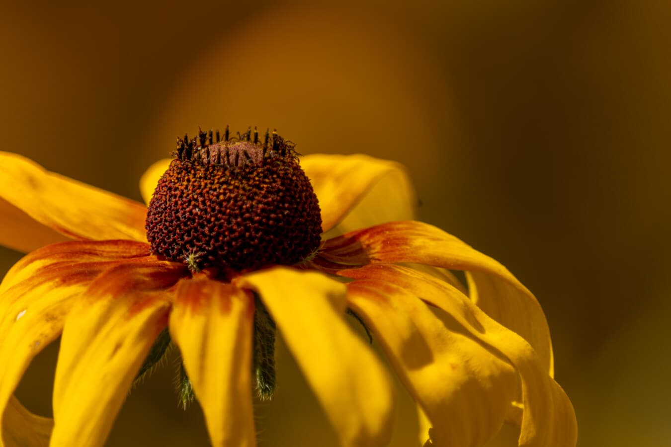 close-up, flower, pistil, petals, orange yellow, petal, pollen, color, blossom, natural
