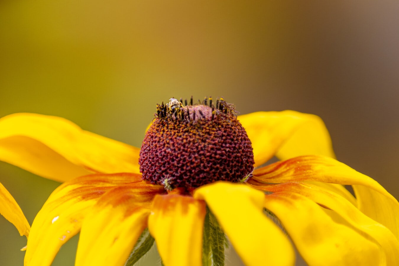 μελισσών, μικρό, ύπερο, γύρη, κίτρινο πορτοκαλί, λουλούδι, από κοντά, κίτρινο, μέλισσα, έντομο