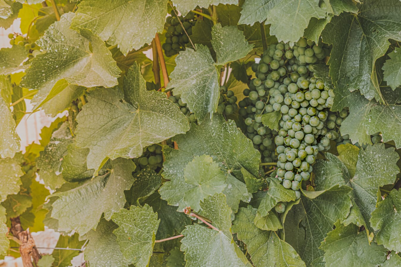 grapes, agriculture, organic, grapevine, green, green leaves, unripe, winery, leaf, viticulture