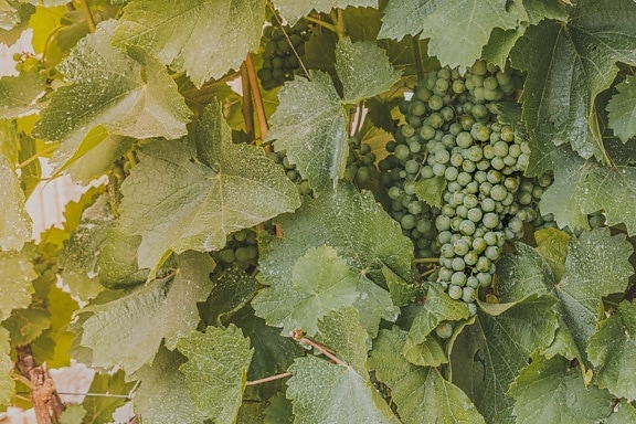 druvor, jordbruk, ekologisk, Grapevine, grön, gröna blad, omogna, vintillverkare, blad, vinodling