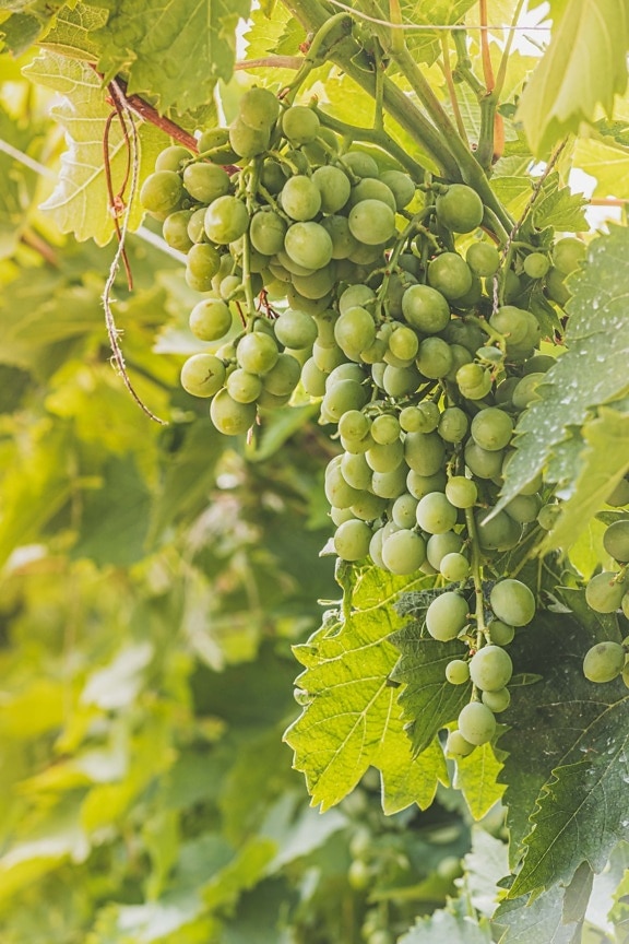 未熟, ブドウ, グレープバイン, 成長しています。, ブドウ, ワイナリー, 葉, ワイン, クラスタ, ブドウ園