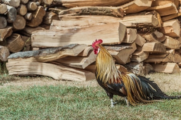 rooster, village, backyard, bird, animal, farm, chicken, rural, nature, outdoors