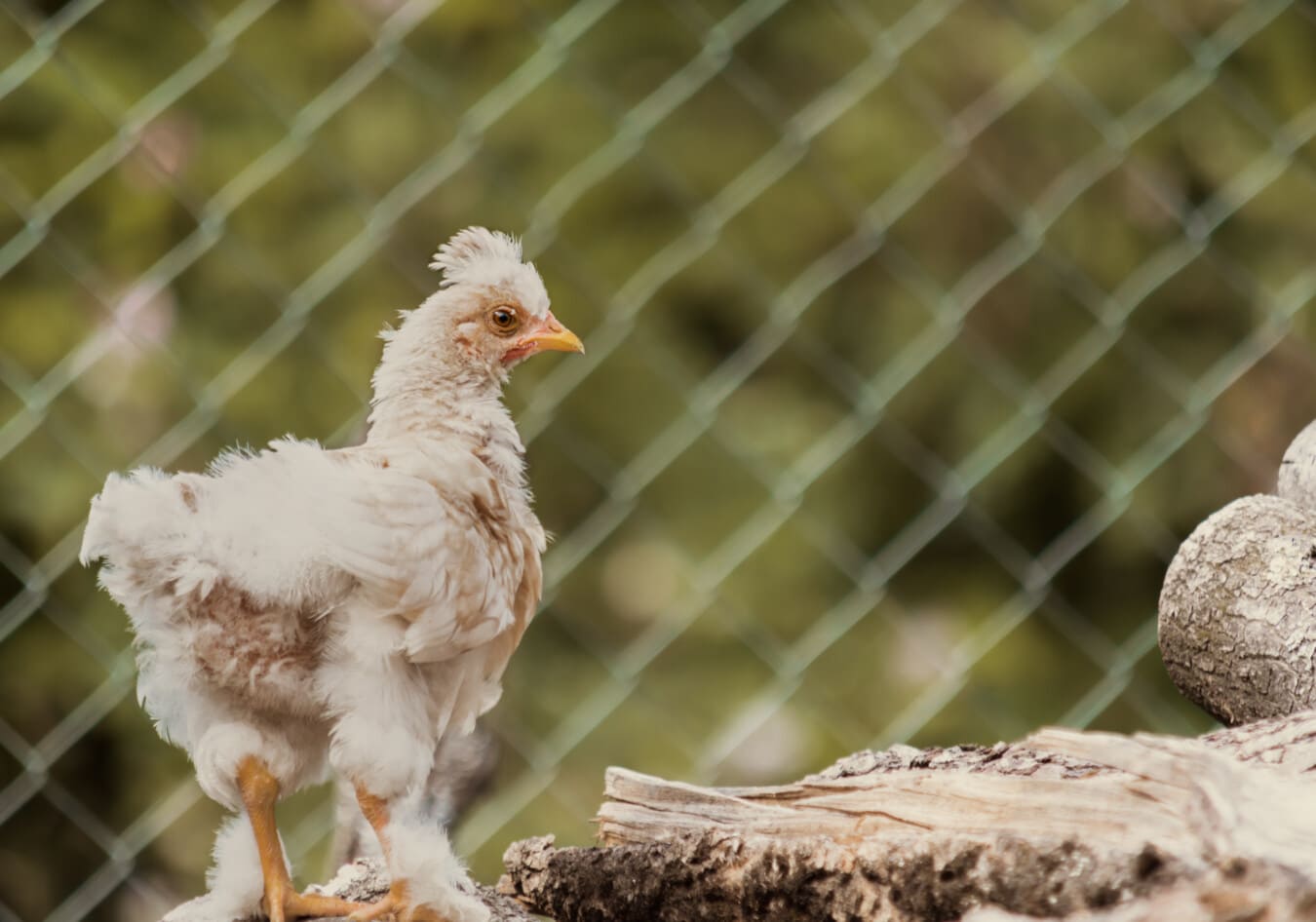 Free picture: chicken, white, young, domestic, bird, beak, feather, hen,  nature, animal