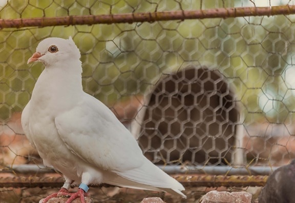 beautiful, white, pigeon, rooftop, cage, bird, beak, nature, feather, animal