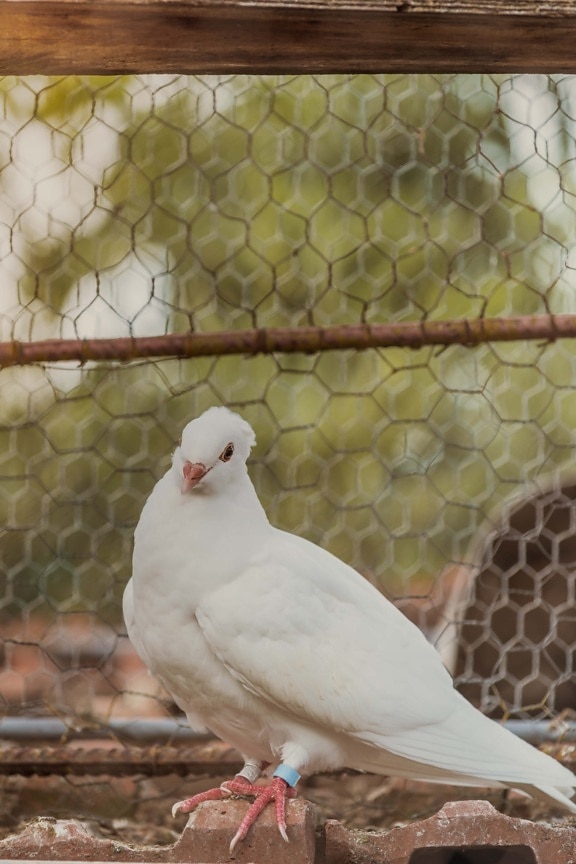 brillante, blanco, Paloma, nacionales, pájaro, mascota, naturaleza, animal, jaula de, al aire libre