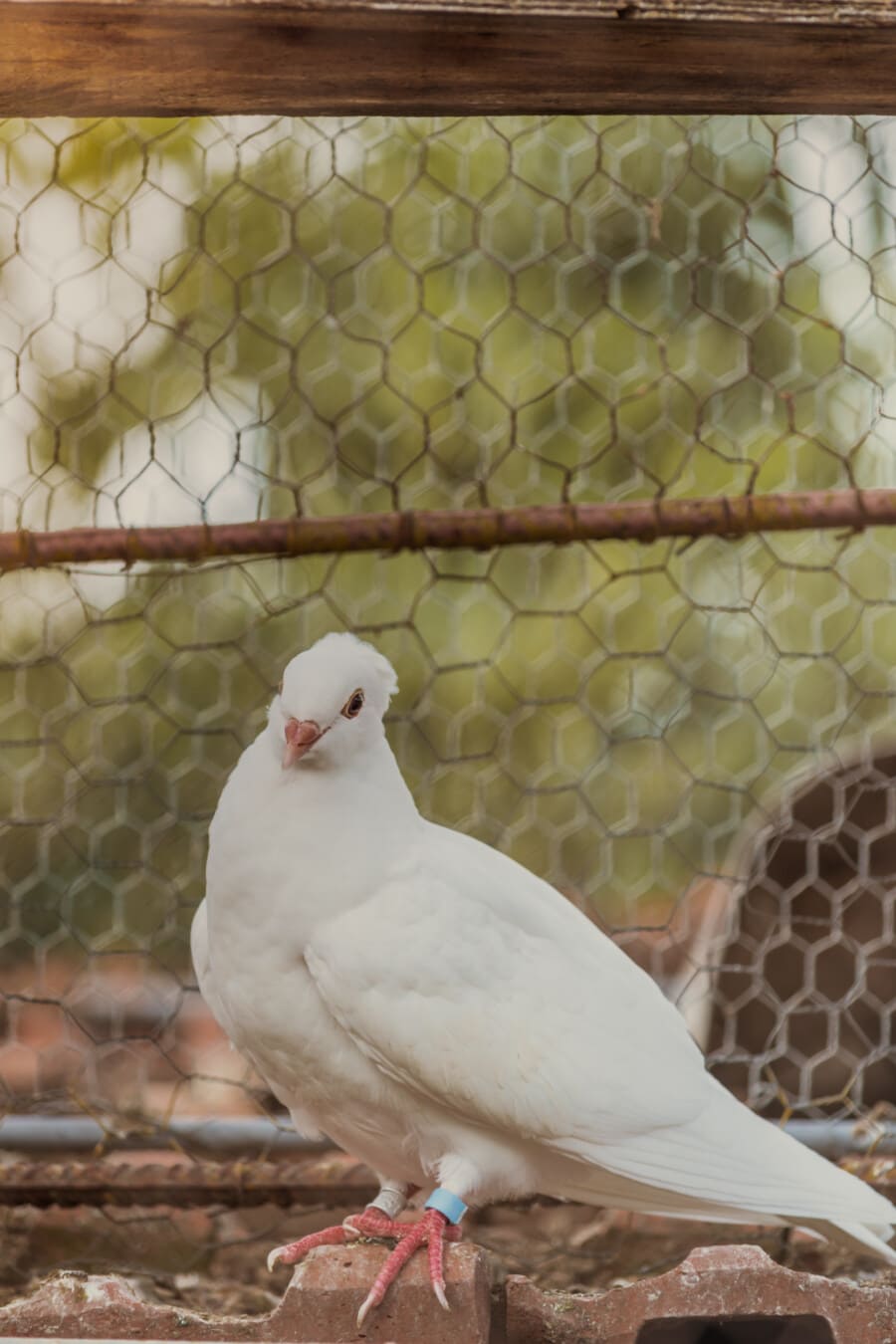 bright, white, pigeon, domestic, bird, pet, nature, animal, cage, outdoors