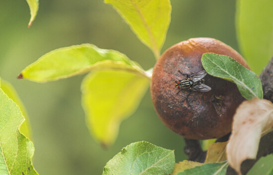 οικιακή μύγα, musca domestica, δέντρο, έντομο, φύλλο, φύση, φρούτα, σε εξωτερικό χώρο, ασπόνδυλο, βιολογία