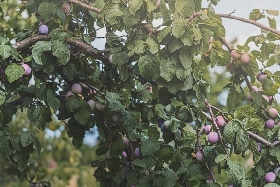 unripe, plum, organic, orchard, agriculture, production, plant, branch, fruit, nature