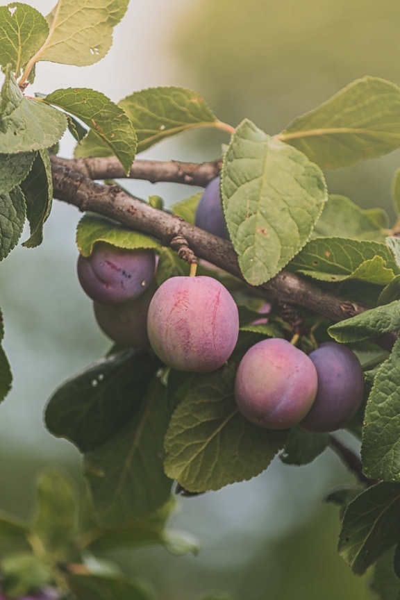 plum, organic, pinkish, fruit tree, growing, branchlet, nature, tree, fruit, agriculture