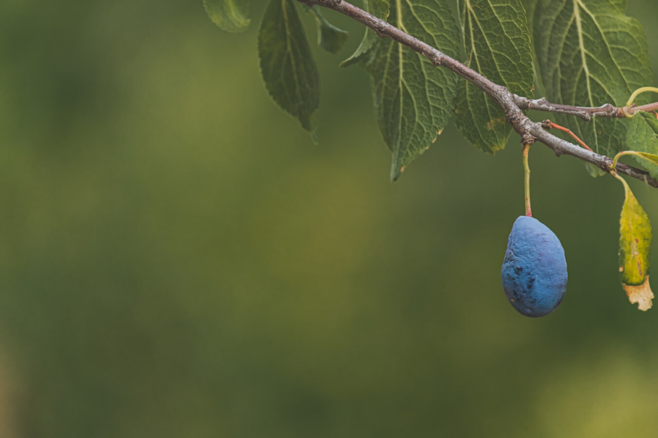 plum, blue, tree, hanging, branchlet, fruit tree, nature, fruit, sport, leaf