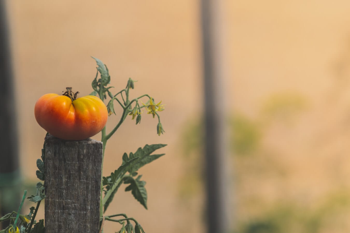 unripe, orange yellow, tomato, stick, wooden, rural, agriculture, food, vegetable, nature