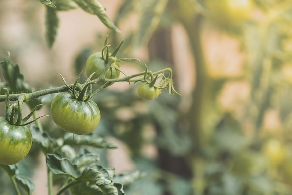 paradajky, nezrelé, čerstvé, vetvička, pestovanie, kmeňových, organické, rastlín, krídlo, bylina