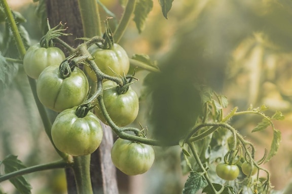 tomatoes, unripe, green, organic, agriculture, garden, greenhouse, plantation, herb, nature