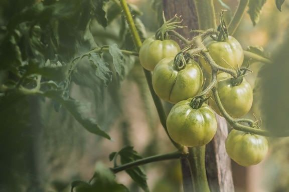 heerlijke, organische, tomaten, onrijpe, kruid, stam, groeiende, landbouw, voedsel, natuur