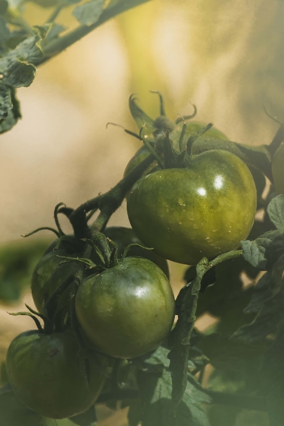 pomidory, niedojrzałe, zielony, oddziały, organiczne, ogród, jedzenie, natura, liść, Rolnictwo
