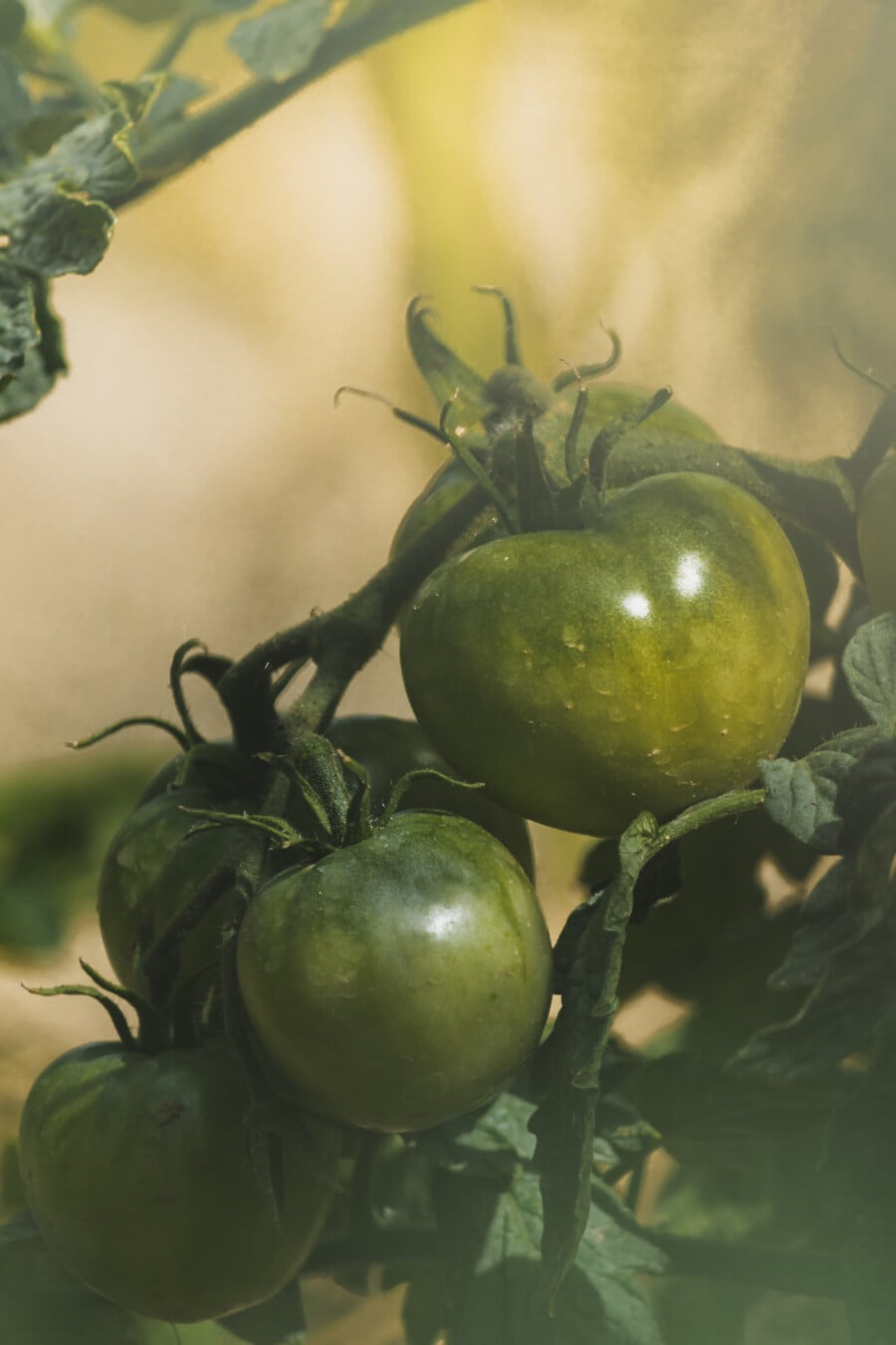 tomatoes, unripe, green, branches, organic, garden, food, nature, leaf, agriculture