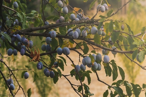 organic, plum, branches, fruit, fruit tree, orchard, leaf, agriculture, nature, branch