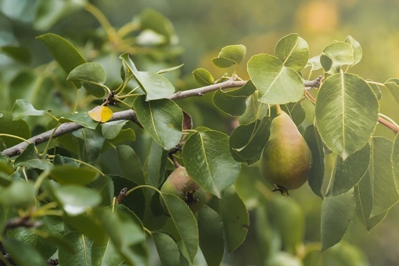 ekologisk, päron, fruktträd, frukt, jordbruk, grenar, gren, träd, mat, anläggningen