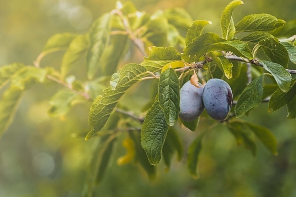 organic, plum, blue, sunlight, branches, fruit, orchard, agriculture, products, plantation