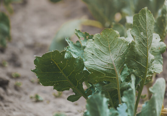 cabbage, green leaves, growing, herb, agricultural, growth, sapling, nature, leaves, leaf