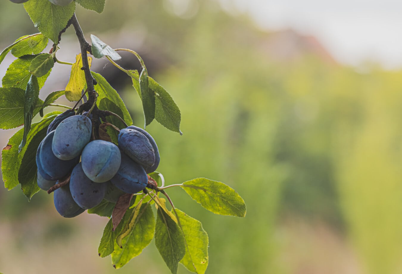 blue, plum, hanging, branchlet, fruit, nature, leaf, outdoors, agriculture, branch